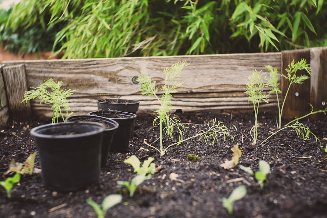 Compost Your Food Scraps