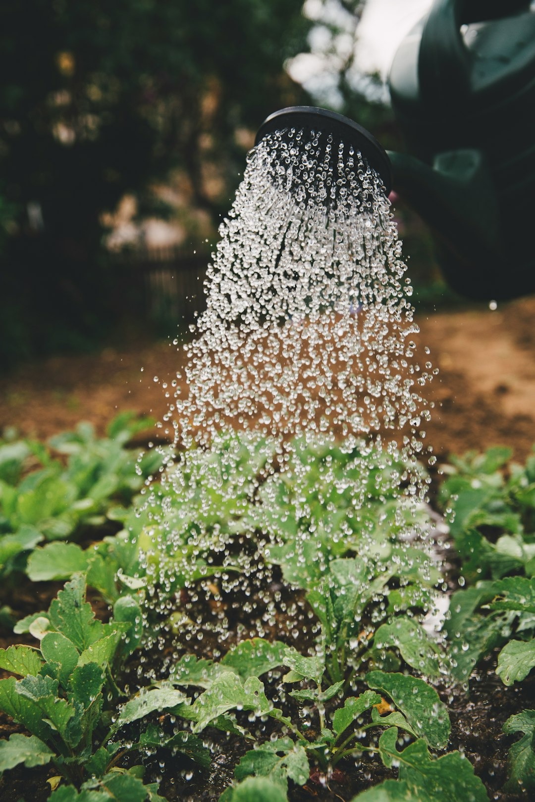 Understand the Benefits of Rainwater Harvesting