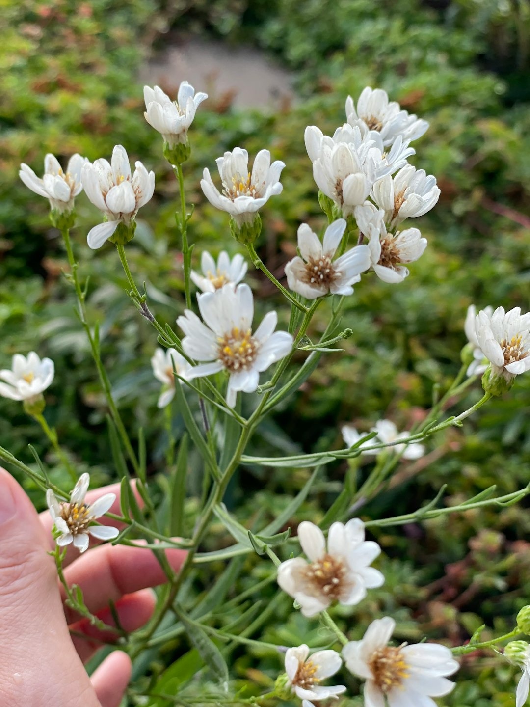 Create a Pollinator-Friendly Garden