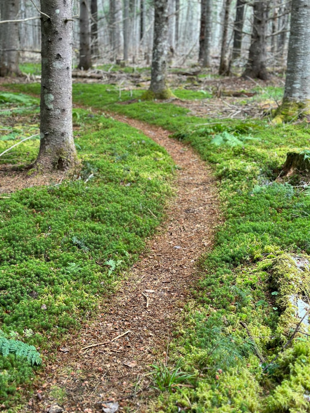 Mulch to Reduce Waste and Conserve Moisture