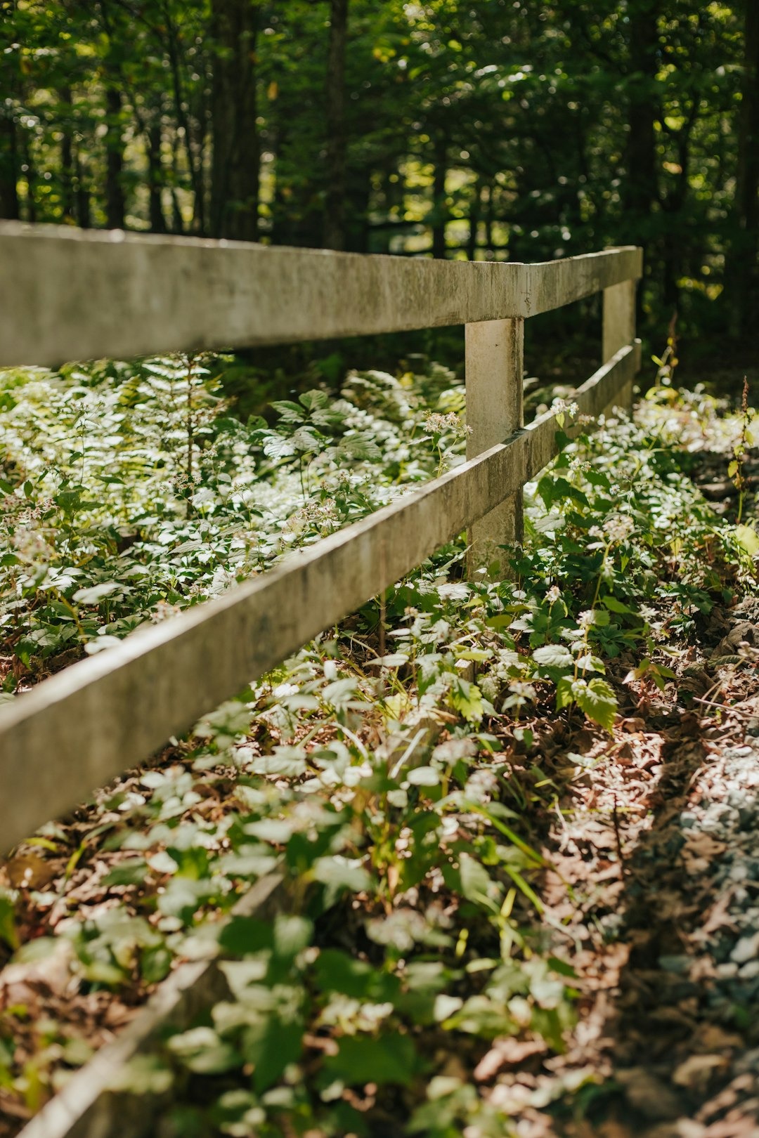 Grow Native Plants