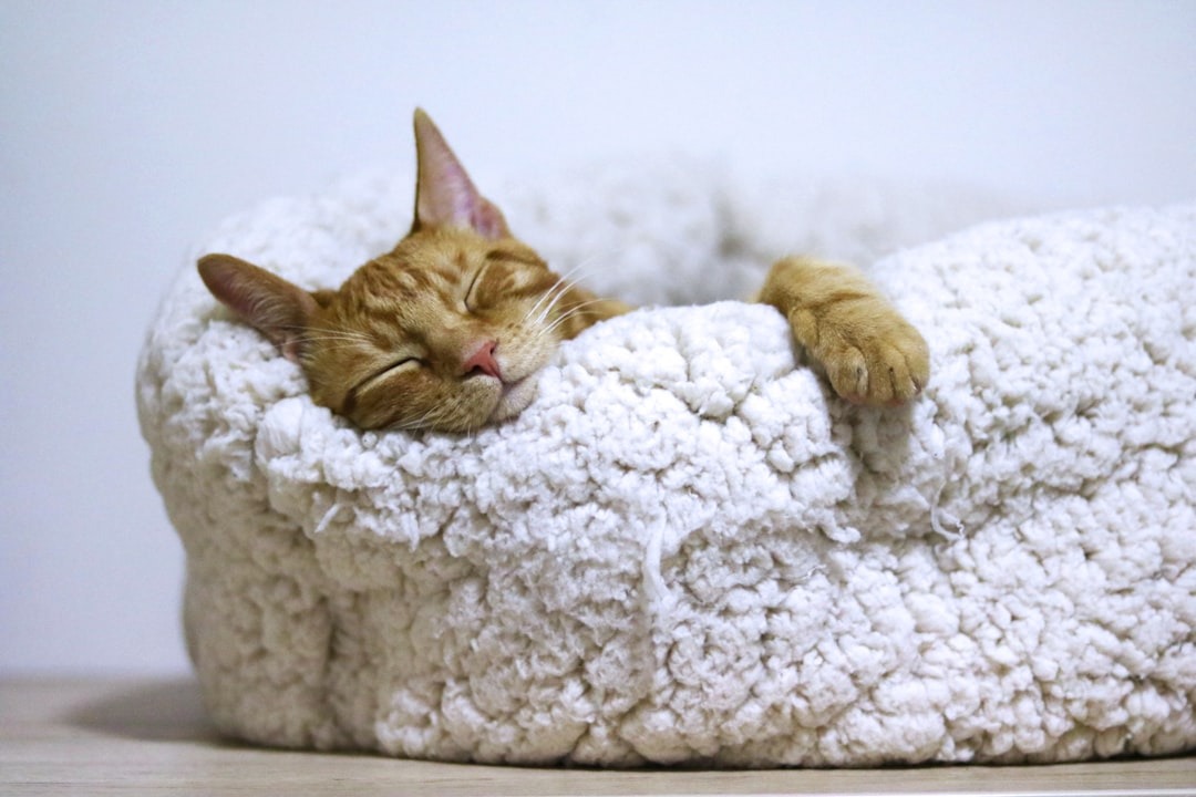 Switch to Sustainable Pet Beds